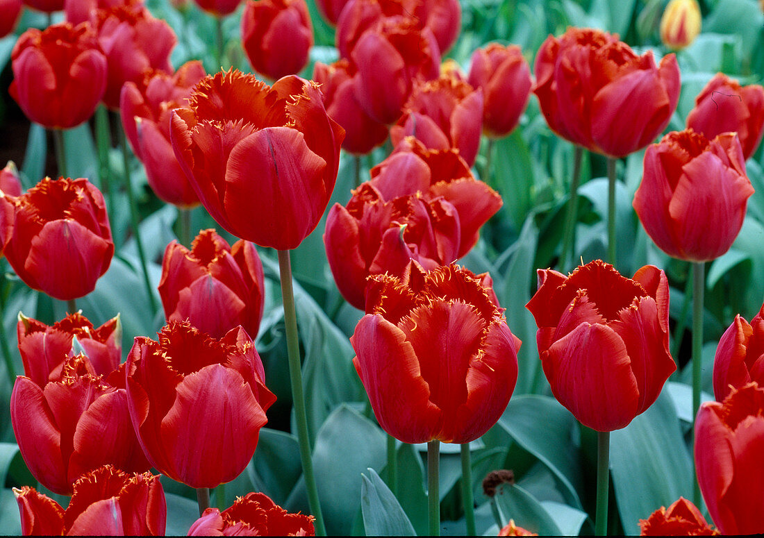 Tulipa crispa 'Arma' (gefranste tulpen)