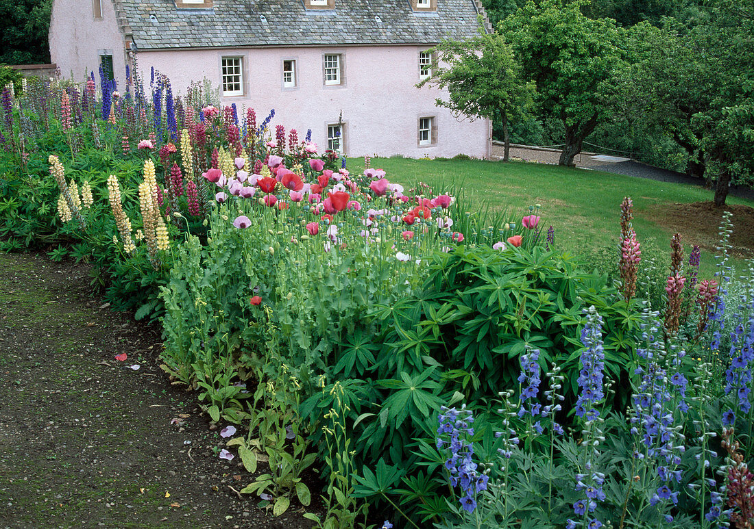 Striped bed between path and lawn