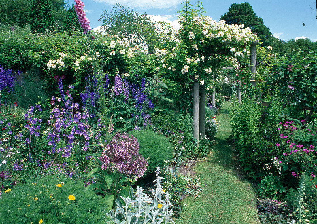 Rosa 'Ghislaine de Feligonde' (climbing rose, rambler rose) - on pergola, blue bed with Delphinium (delphinium), Campanula (bellflower), Allium christophii (star globe leek, ornamental leek)