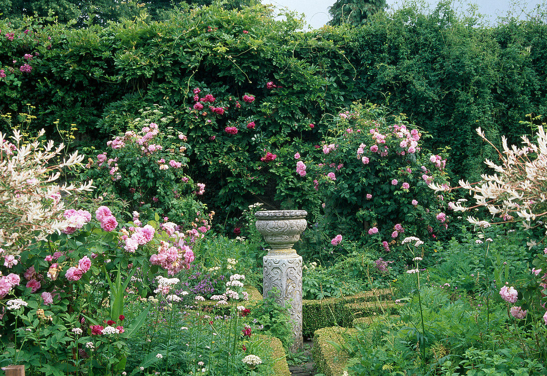 Rose garden with shrub roses, climbing roses and English roses combined with perennials and valerian (Valeriana), beds bordered with hedges of buxus (box), large planter on column as centrepiece