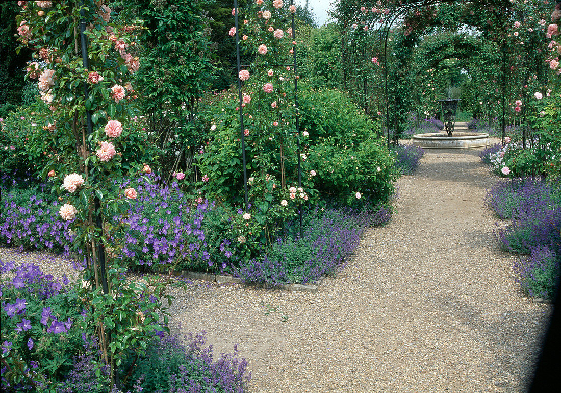 Gravel path through the rose garden, roses (climbing roses) on rose arches, geranium (cranesbill) and nepeta (catmint) as accompaniment, view of fountain
