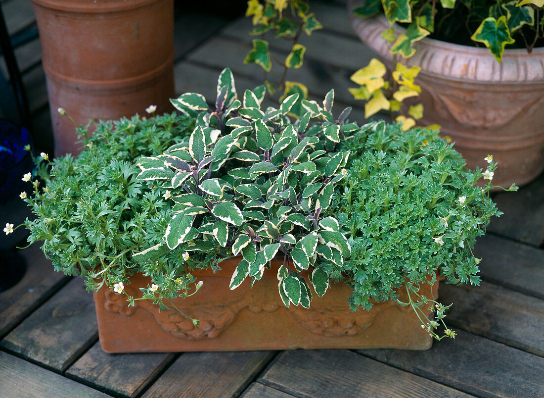 Kasten mit Saxifraga und Salvia