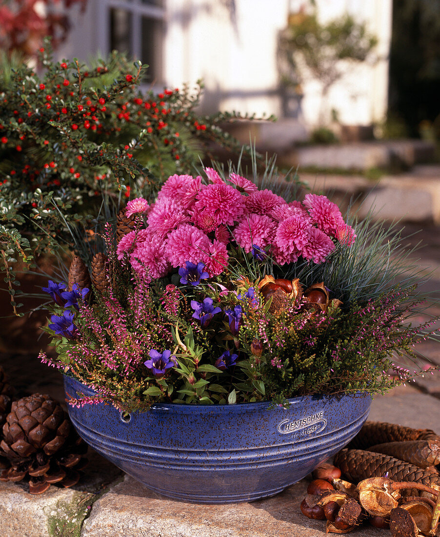 Autumn chrysanthemums, Gentiana scabra-Hybr