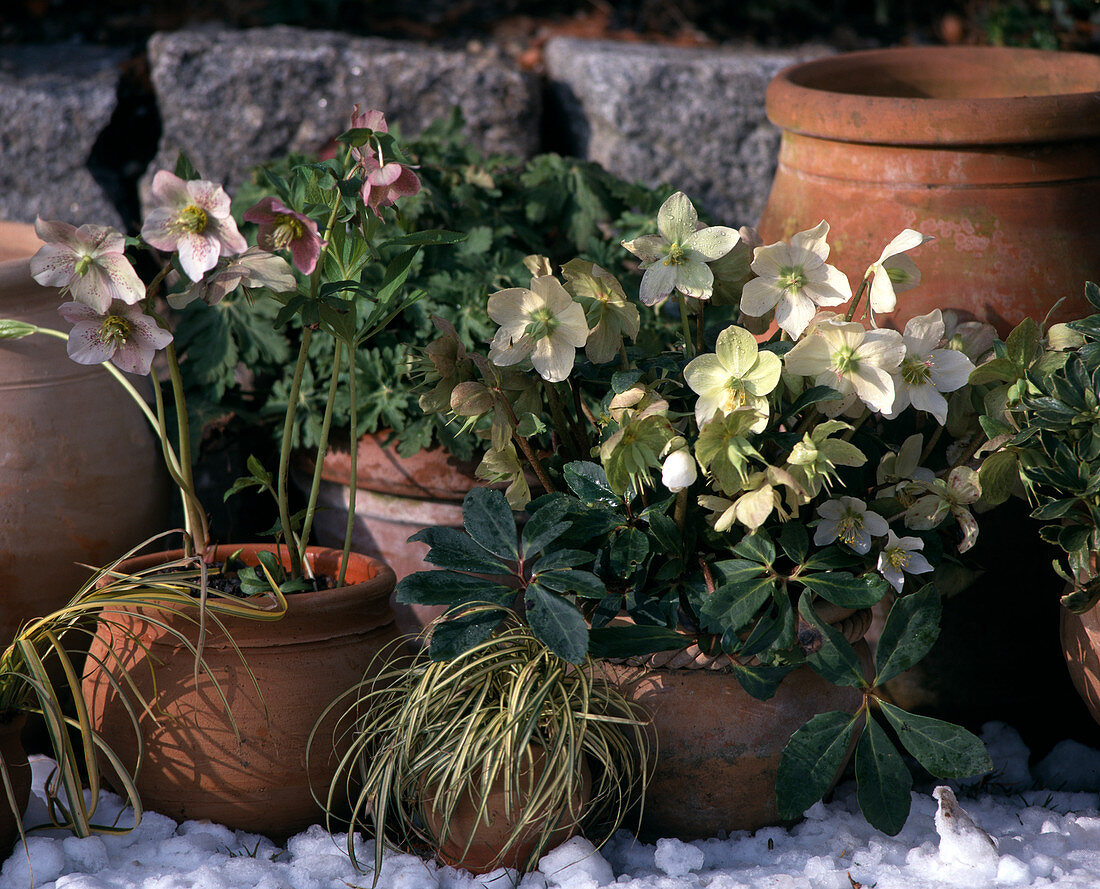 Helleborus niger, Carex 'Evergold'