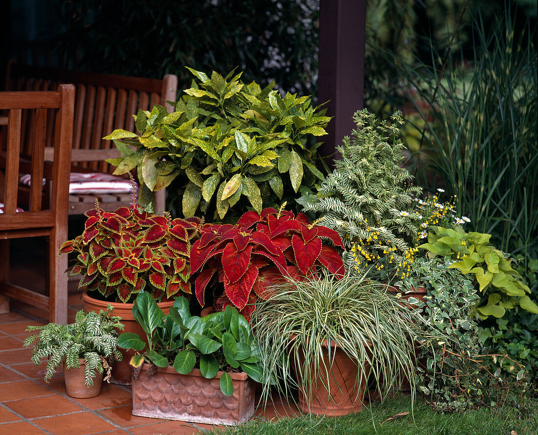 Aucuba japonica, Coleus blumei hybride, Carex, Bergenia hybride, Polemonium 'Brise'