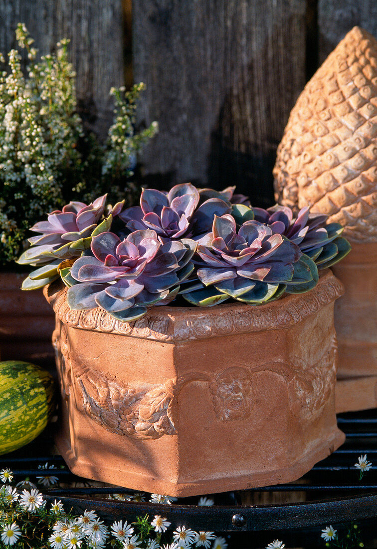 Echeveria hybr. in terracotta pot