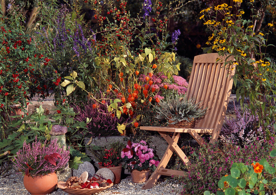 Cotoneaster, Physalis, Calluna, Salvia, Sedum