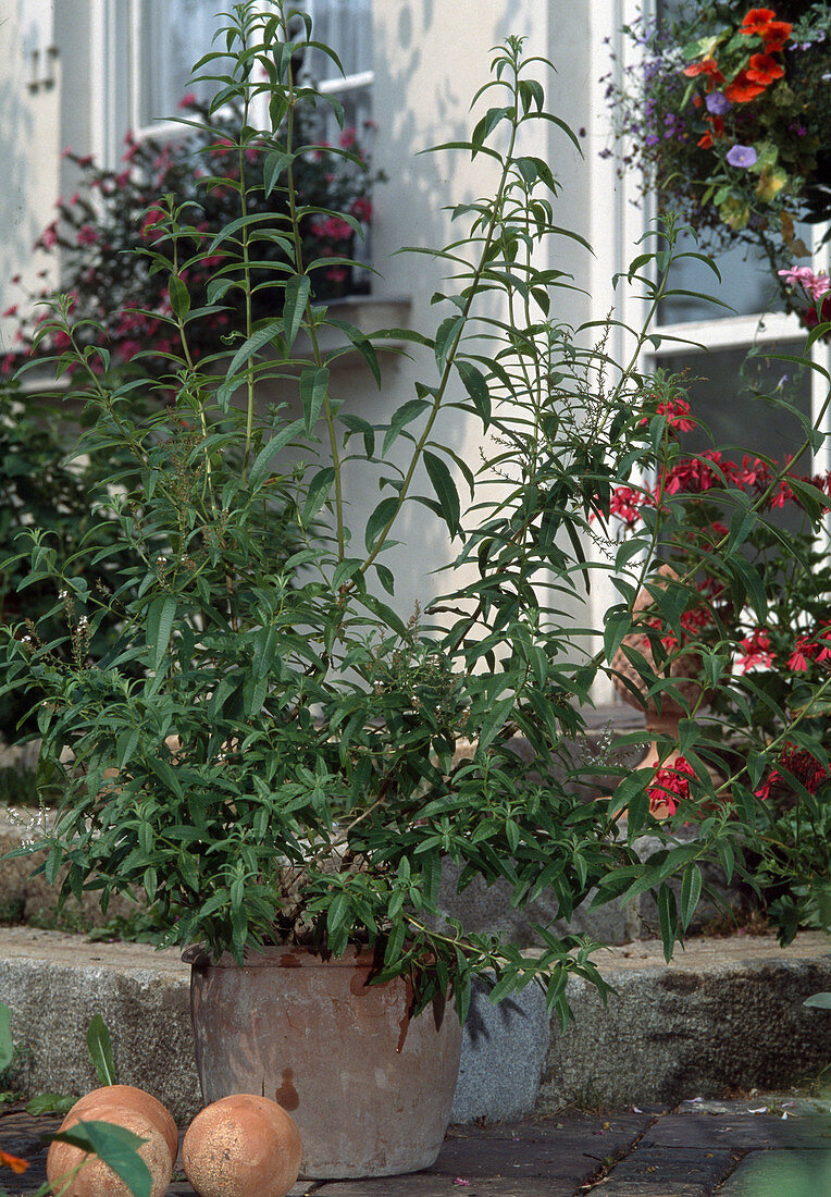 Aloysia triphylla (Lippia citriodora)