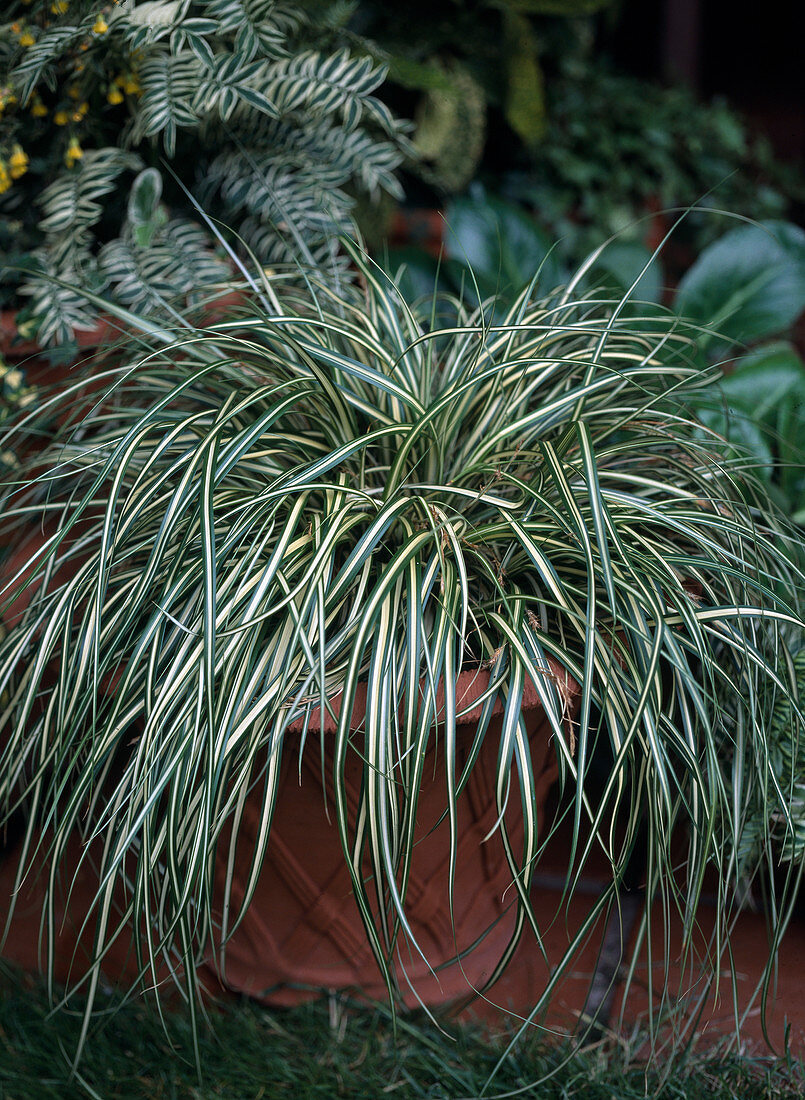 Carex hachijoensis 'Evergold'