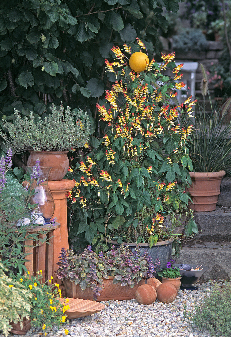 Artemisia Schmidtiana 'Nana' (Edelraute), Ajuga