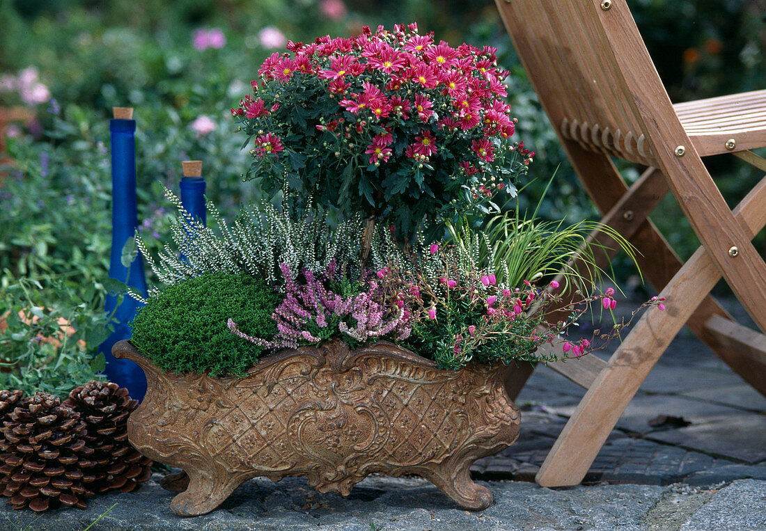 Jardiniere mit Chrysantehmum indicum-Hybride