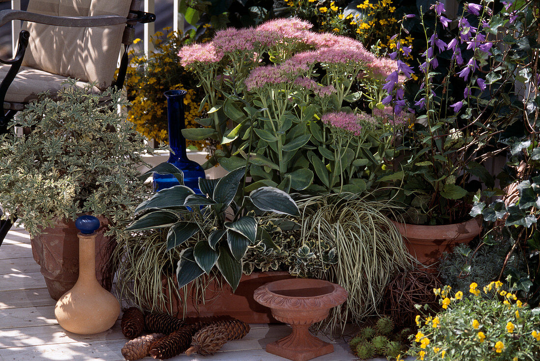 Sedum spectabile, Glockenblume, Carex hachijoensis 'Evergold'