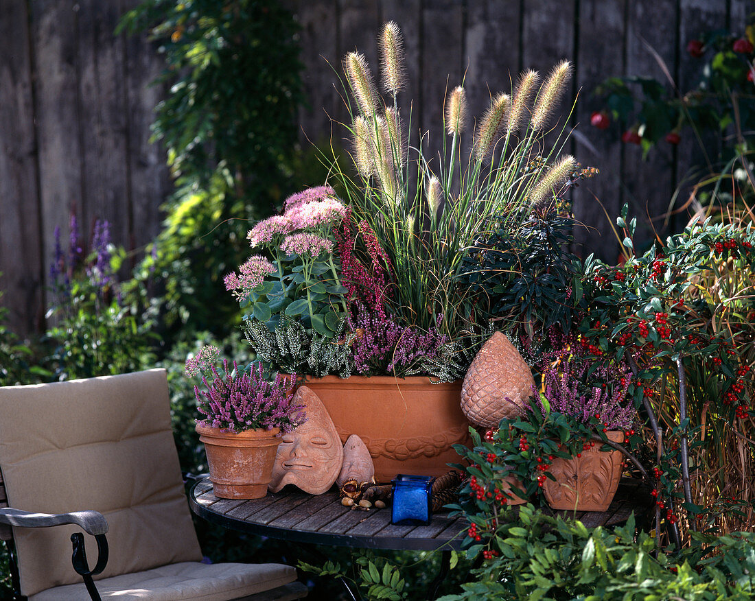 Herbstarrangement: Pennisetum compressum, Sedum spectabile