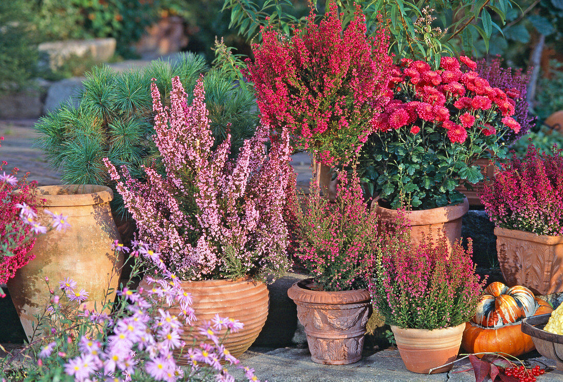 Erica gracilis