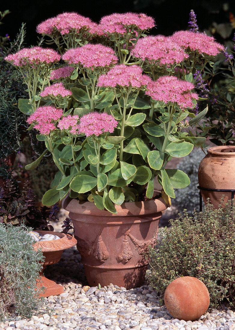 Sedum spectabile (stonecrop)