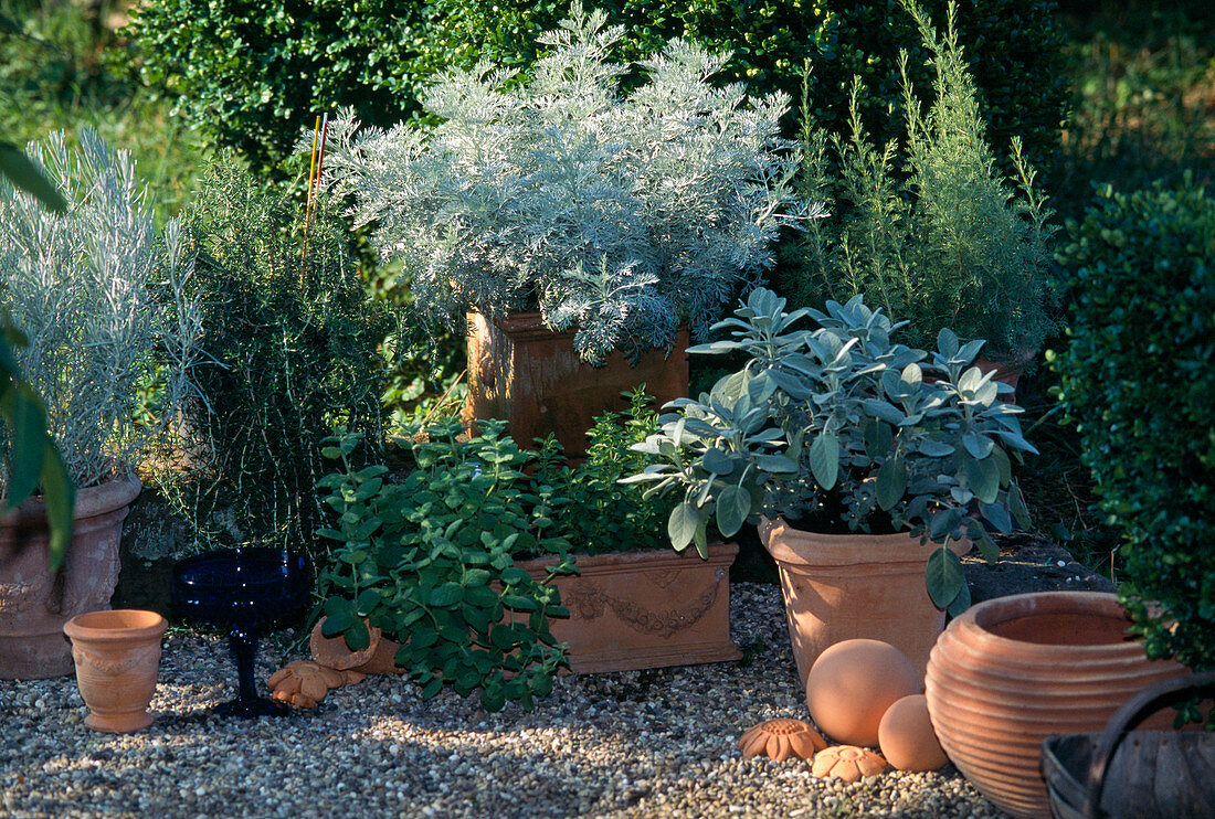 Salvia 'Tricolor', Helichrysum angustifolie , Artemesia