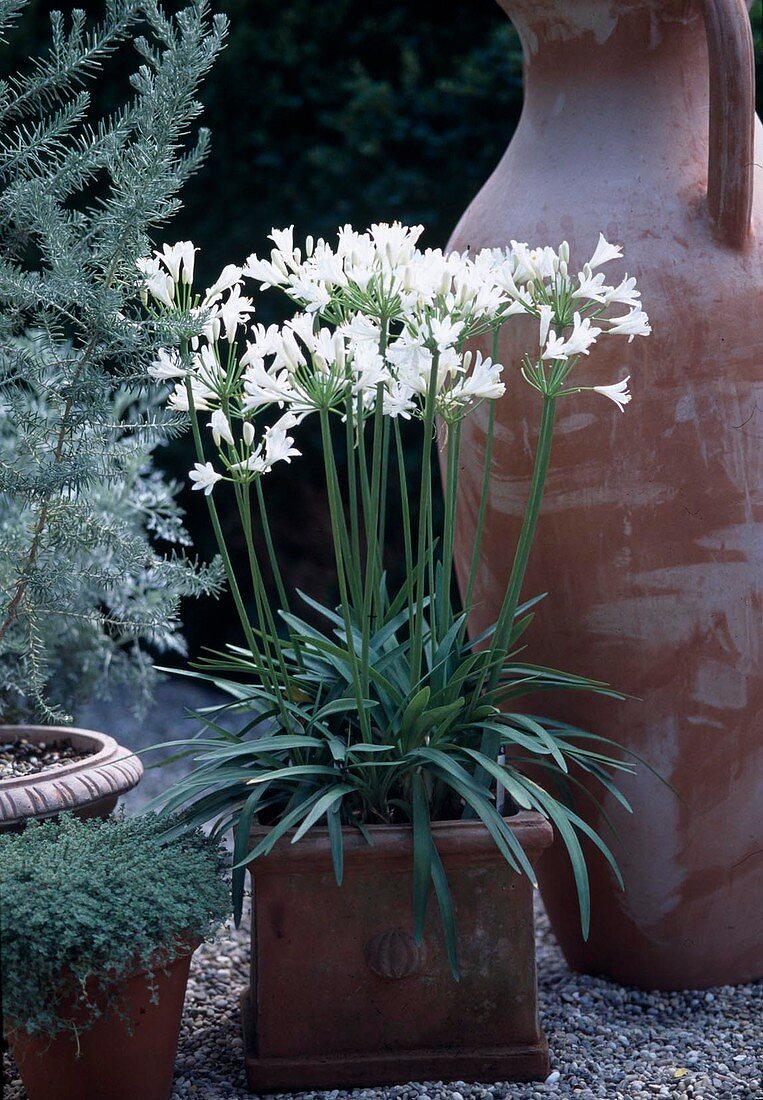 Agapanthus orientalis-Hybr