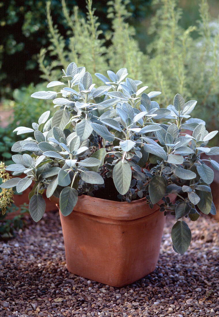 Salvia officinalis 'Mountain Garden'