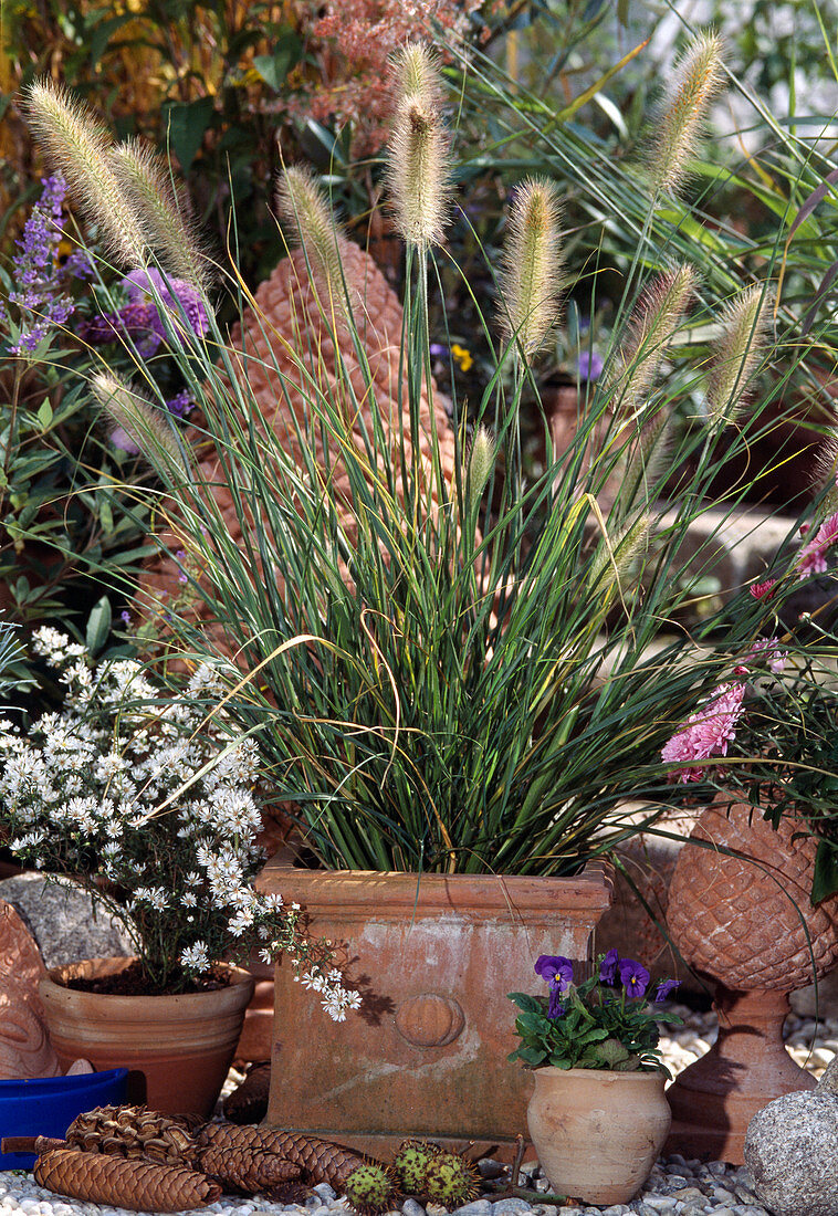 Pennisetum compressum (Federborstengras)