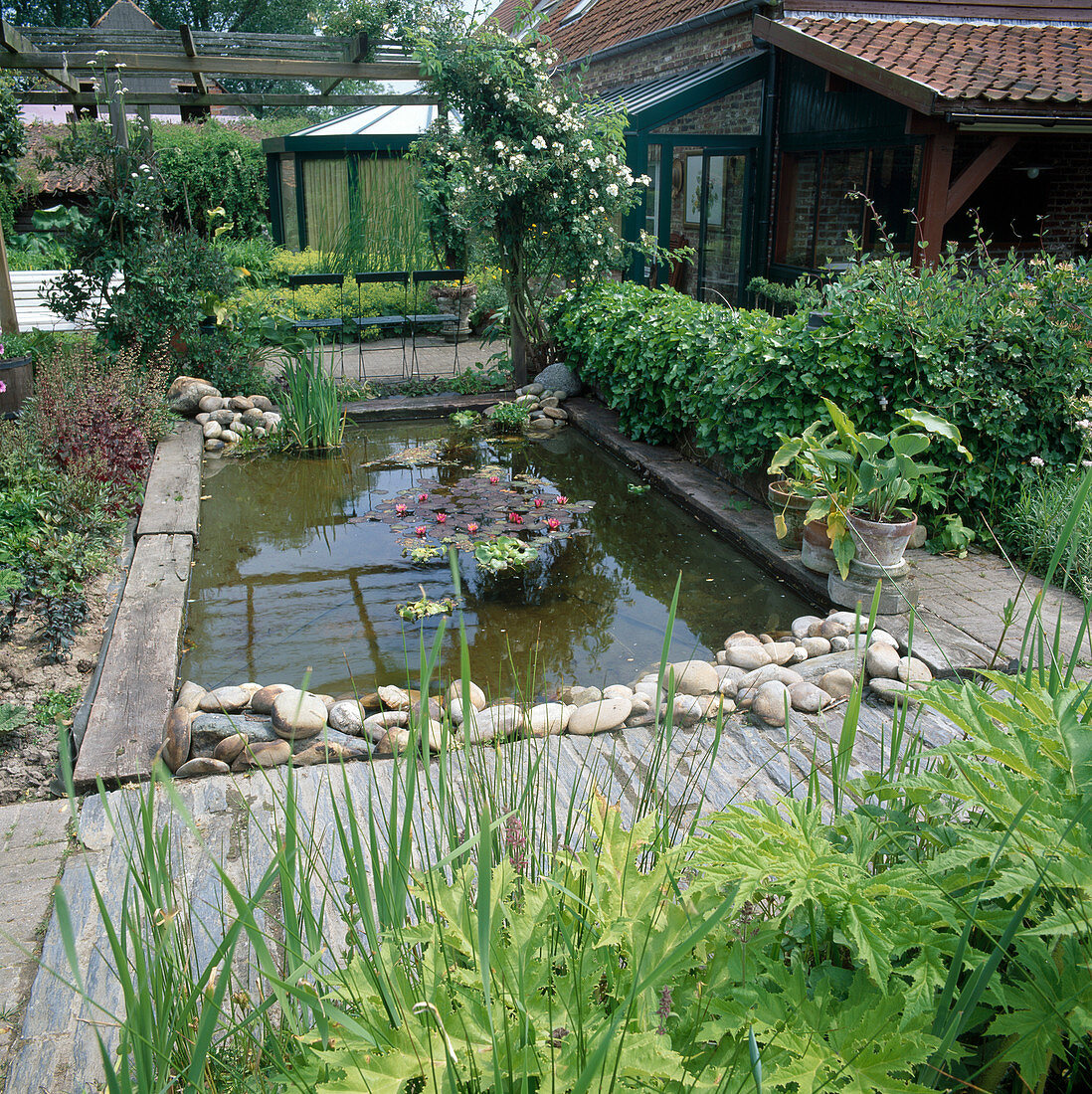 Rechteckiger Gartenteich mit Holzbohlen und grobem Kies eingefasst, Nymphaea (Seerosen), Rosa (Kletterrosen) an Pergola, niedrige Hecke aus Hedera (Efeu), Haus mit Wintergarten