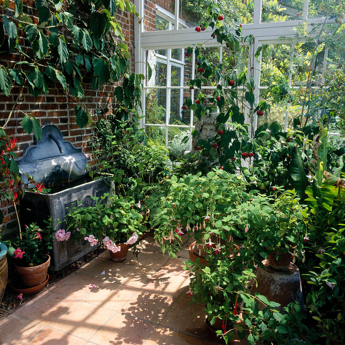 Winter garden with wall fountain, Pelargonium (Geranium), Fuchsia (Fuchsia), Mandevilla (Dipladenia), Abutilon (Beautiful Mallow), Musa (Ornamental Banana), Citrus (Mandarin), Wall with Tetrastigma (Chestnut Vine)