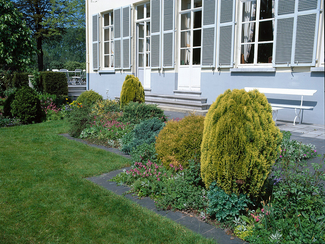 Beet mit Thuja orientalis 'Aurea', occidentalis 'Danica' (Lebensbäume) zwischen Stauden am Terrassenbeet, Rasen eingefaßt mit Mähkante