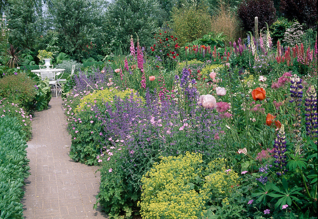 Variegated herbaceous border: Alchemilla (lady's mantle), Nepeta (catmint), Geranium (cranesbill), Lupinus (lupines), Papaver orientale (poppy), Digitalis (foxglove)