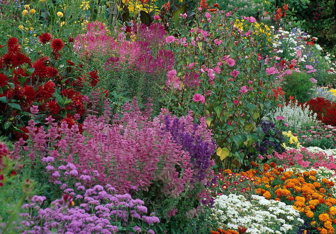 Colourful summer flower bed - Salvia horminum (fire sage), Cleome spinosa (spider flower), Lavatera trimestris (cup mallow), Dahlia (dahlia), Ageratum (liverwort), Tagetes (student flowers)