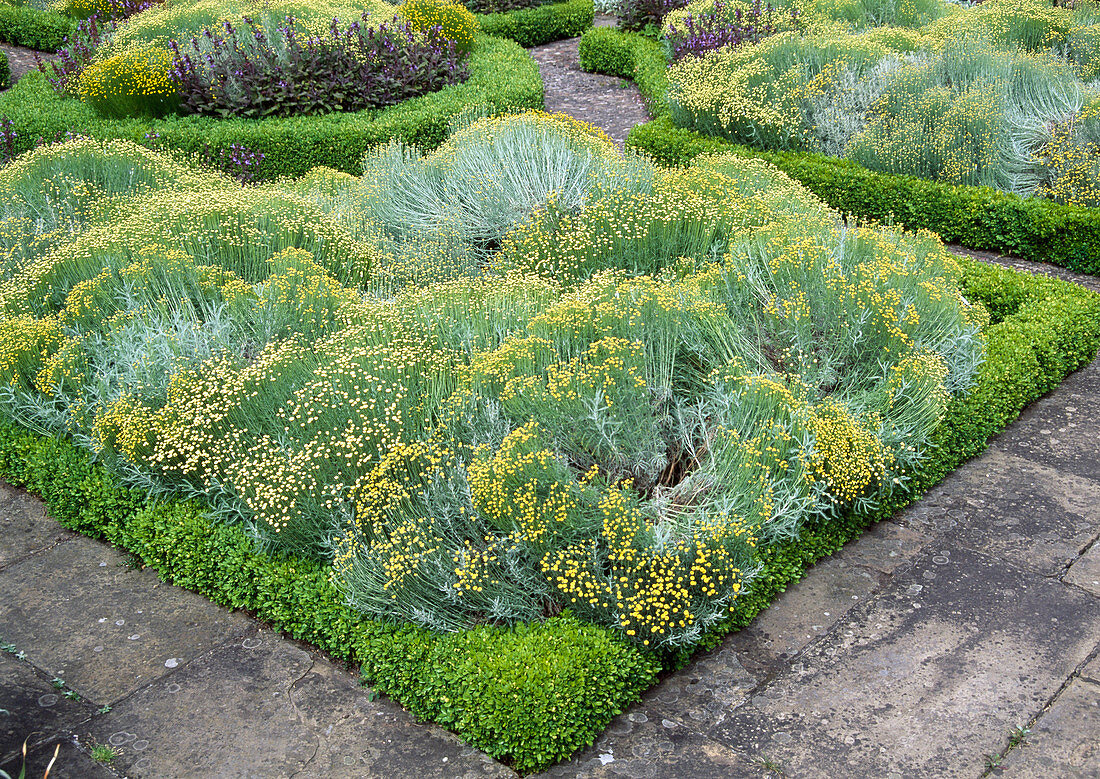 Santolina chamaecyparissus (Graues Heiligenkraut) in Beten mit Buxus (Buchs) als Einfassung