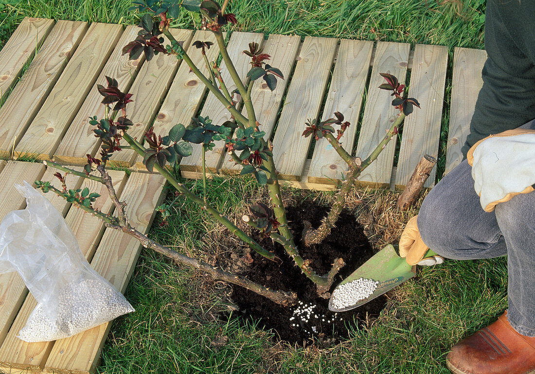 Fertilising roses