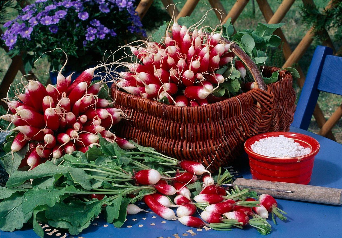 Freshly washed radishes 'Flamboyant' (Raphanus) on the table and in basket, knife and small bowl with sea salt