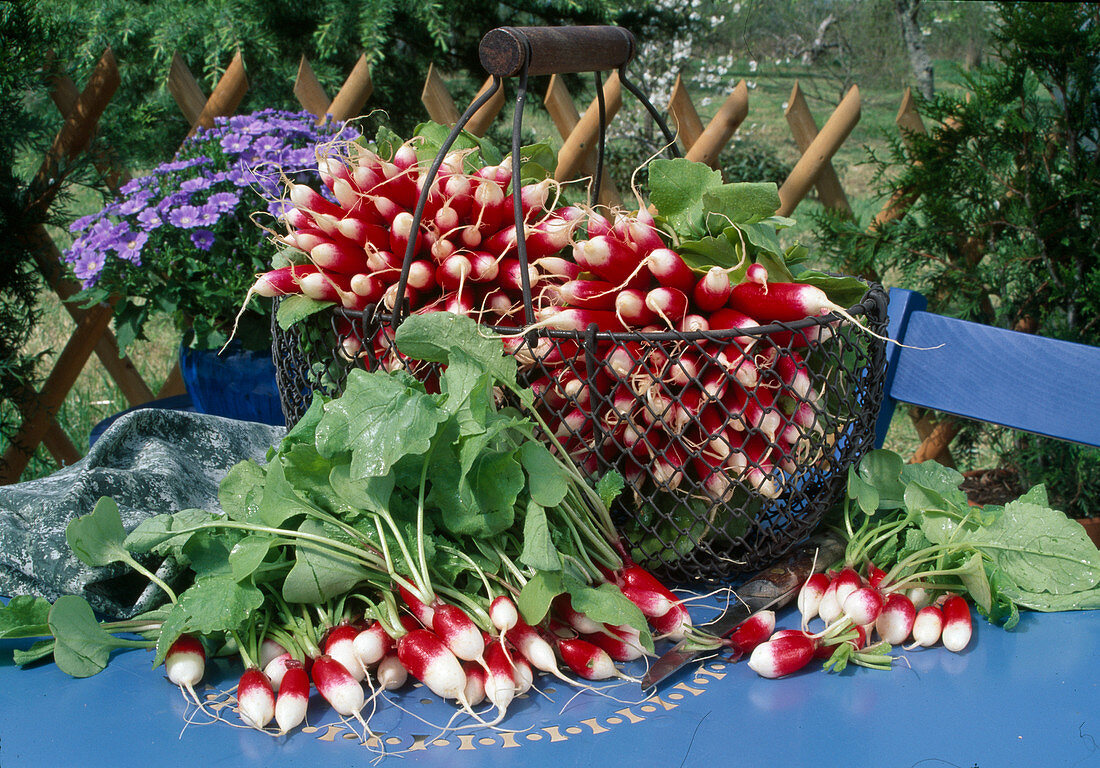 Freshly washed radishes 'Flamboyant' (Raphanus) on the table and in the basket, knife
