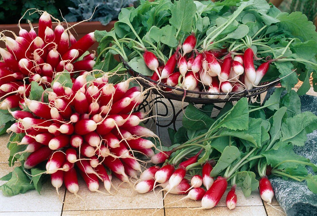 Freshly washed radishes 'Flamboyant' (Raphanus) on the table and in bowl