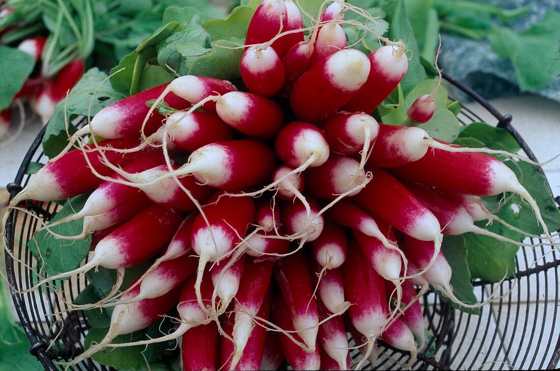 Freshly washed radish 'Flamboyant' (Raphanus) in wire tray