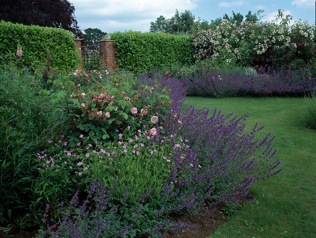 Beds with Rosa (roses) and Geranium (cranesbill), Nepeta (catmint) as border, hedge of Prunus laurocerasus (cherry laurel), brick posts and garden gate