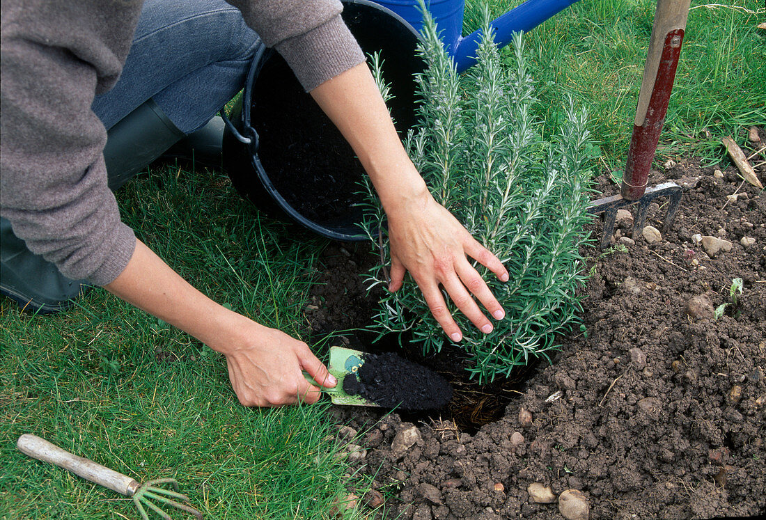 Plant rosemary