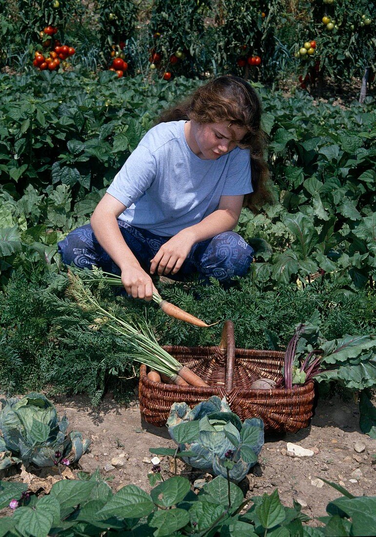 Gemüseernte im Bauerngarten: Frau erntet Möhren, Karotten (Daucus carota) und rote Bete (Beta vulgaris)