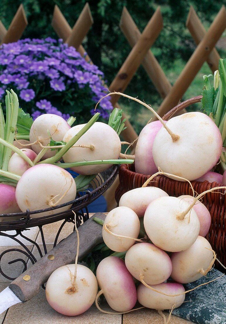 Turnips (Brassica rapa subsp. rapa var. majalis), also called Nevette, French: Navet. Navet