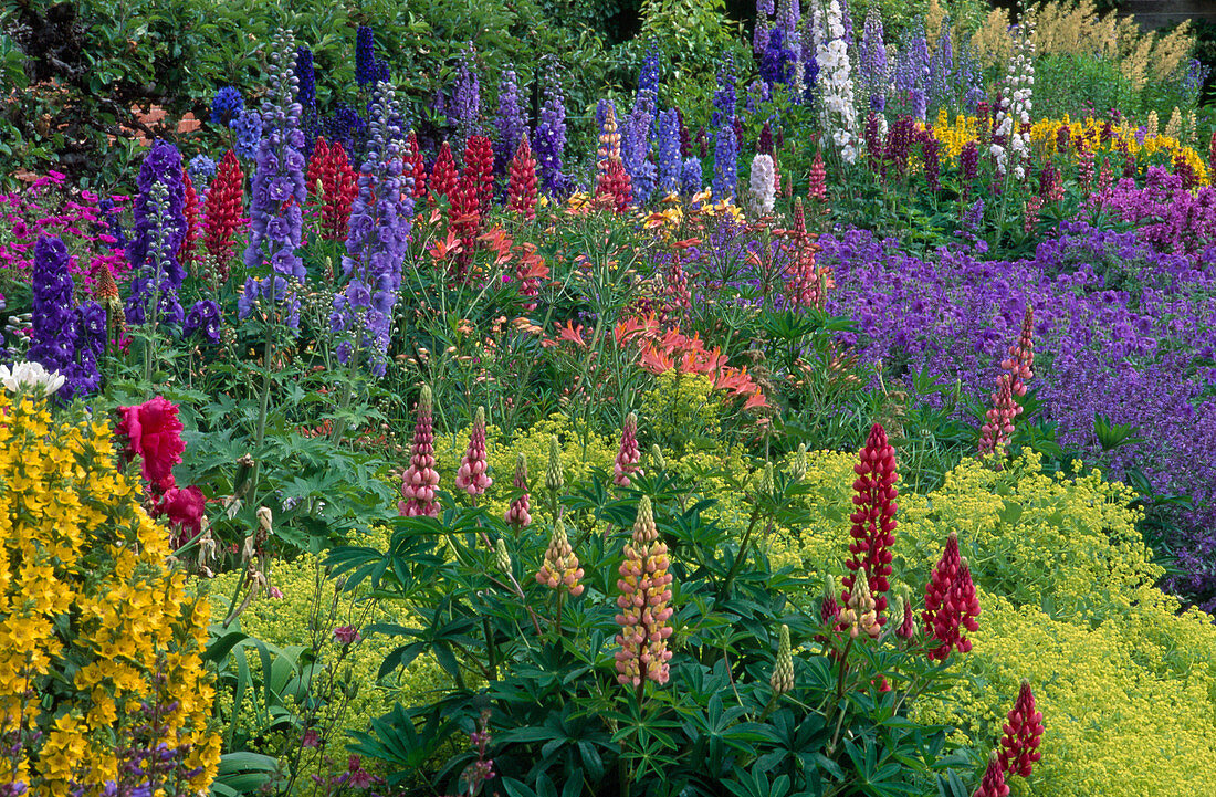 Colorful perennial flowerbed in early summer lupinus, delphinium, alchemilla, geranium
