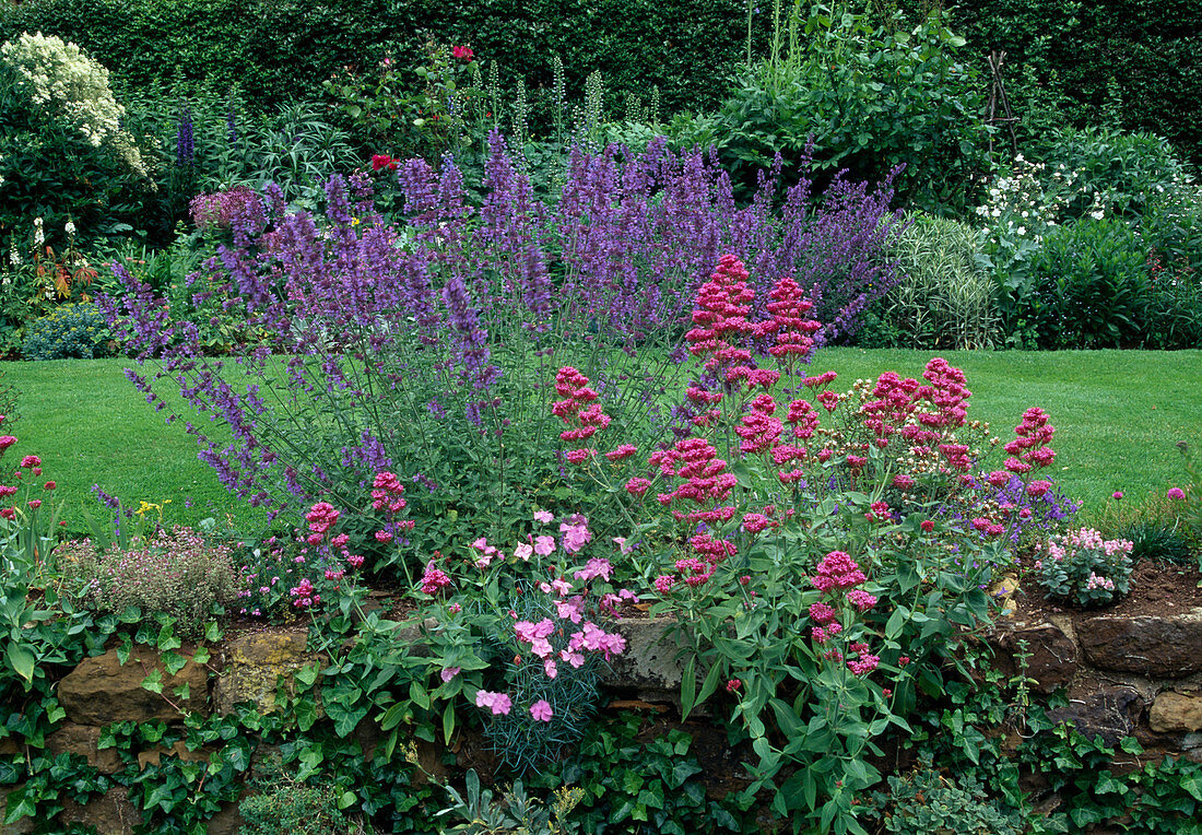 Centranthus ruber (Spornblume), Nepeta (Katzenminze), Dianthus (Nelke) und Hedera (Efeu) auf Mauer