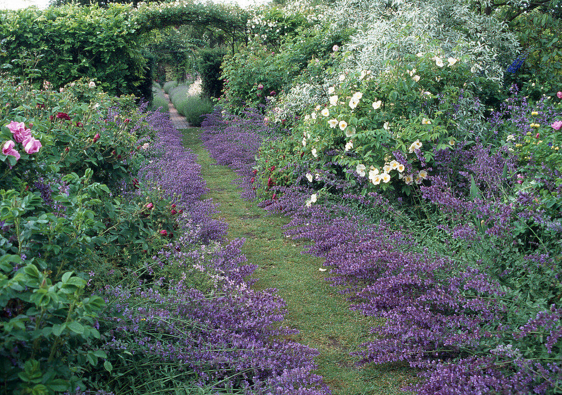 Lawn path between beds with Nepeta (catmint) and Rosa (roses), rose archway