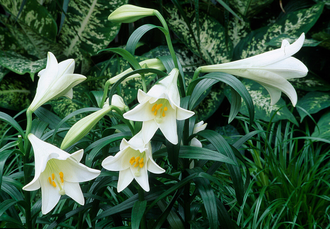 Lilium longiflorum White Elegance (Lilies)