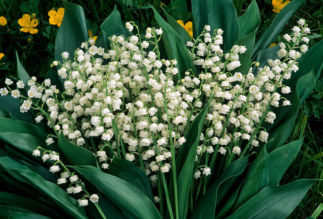 Convallaria