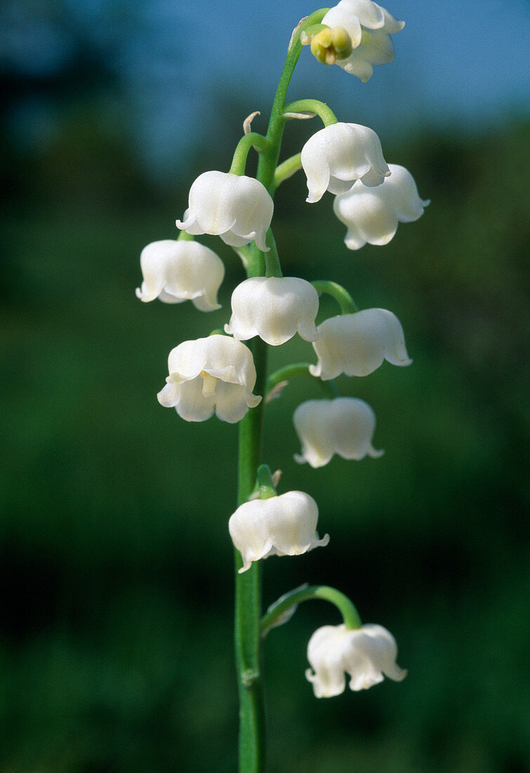 Convallaria