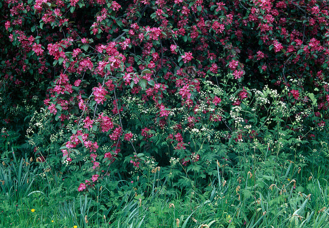 Malus Floribunda ornamental apple