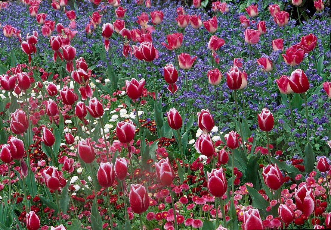 Tulipa and Myosotis