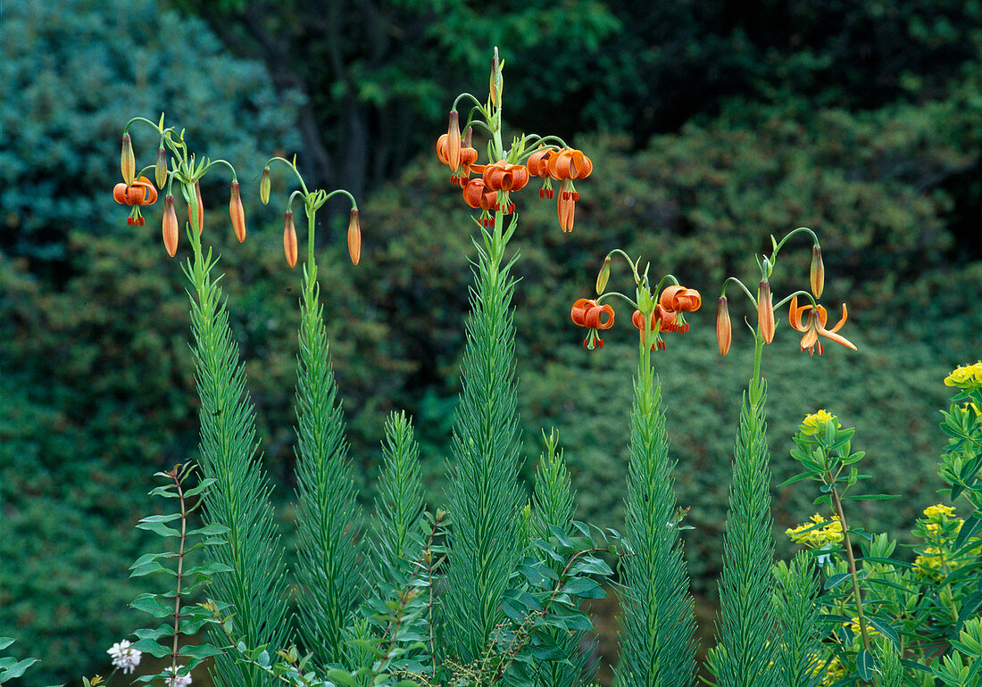 Lilium pomponicum (Sea lily, Turban lily)