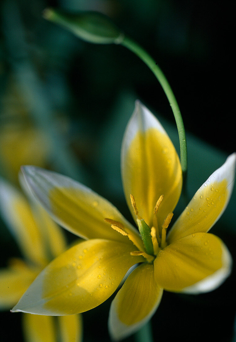 Tulipa tarda Wildtulpe