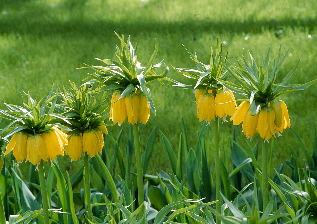 Fritillaria imperialis 'Lutea' (yellow imperial crowns)