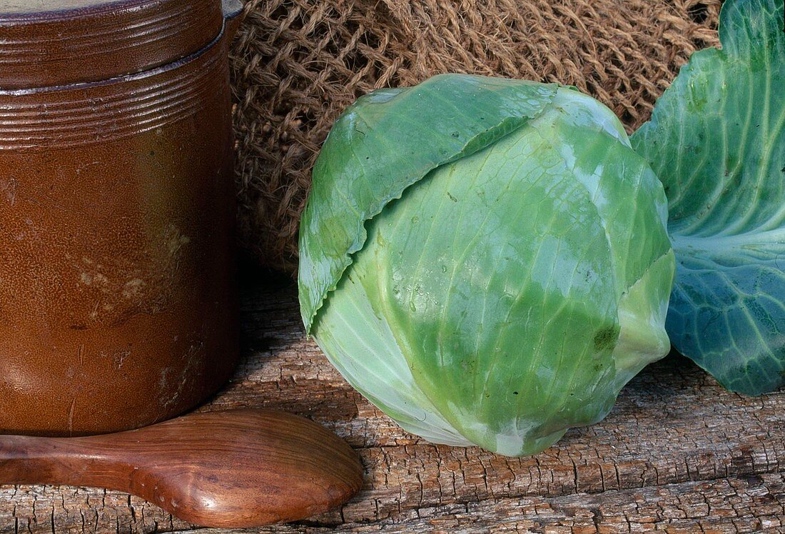 Krautkopf, Weisskraut (Brassica)